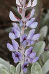 Gulf Coast lupine